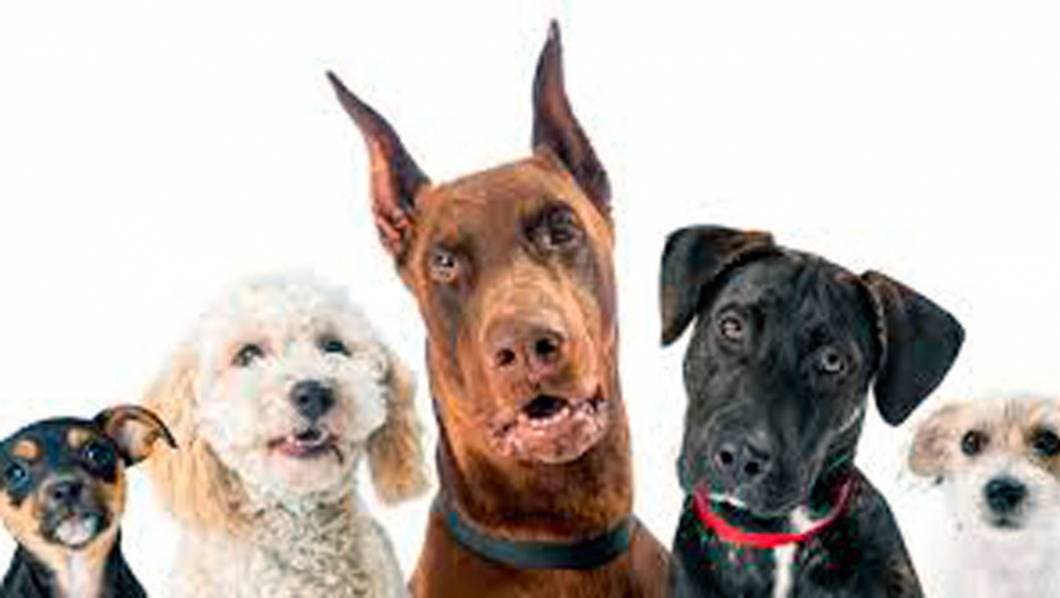 Estas son las mejores y peores comidas para perro seg&uacute;n la PROFECO