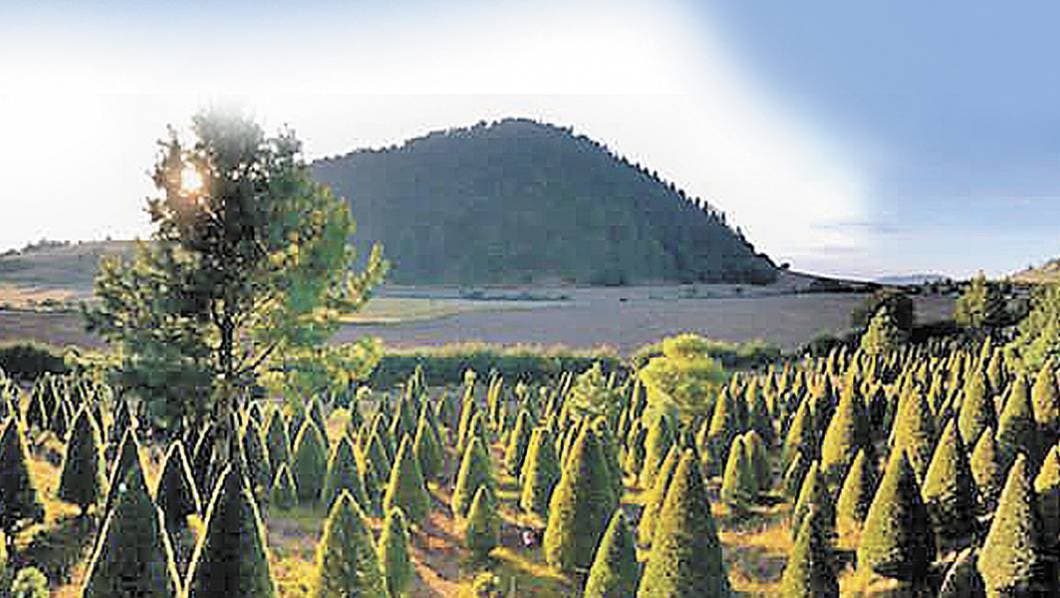 Llama Conafor a consumir arbolitos de plantaciones acreditadas