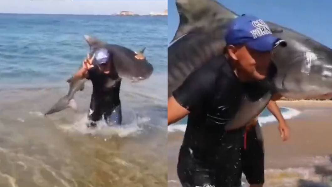 Tiburón en playas de Michoacán