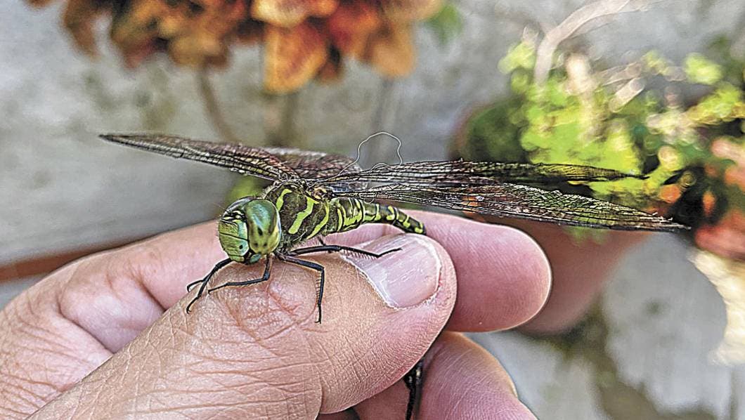 Puente de Ixtla y sus riquezas del Cerro Frío 4