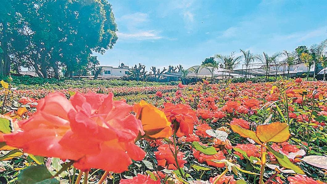 Es Morelos líder de producción en viveros