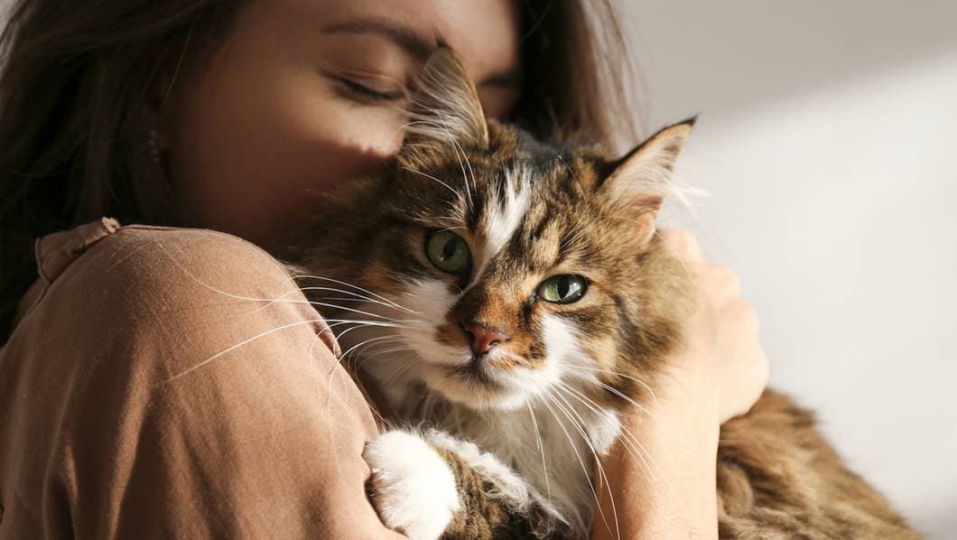 En este lugar te pagan más de 160 mil pesos por abrazar gatitos