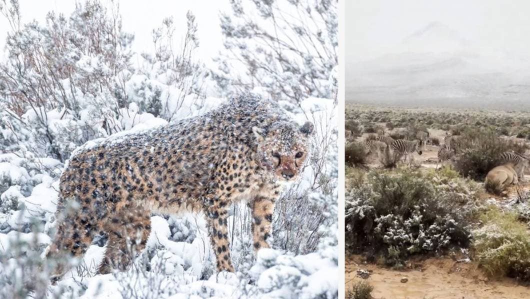 ¡Insólito! Cae nieve en África y también tienen temperaturas de hasta 51 grados
