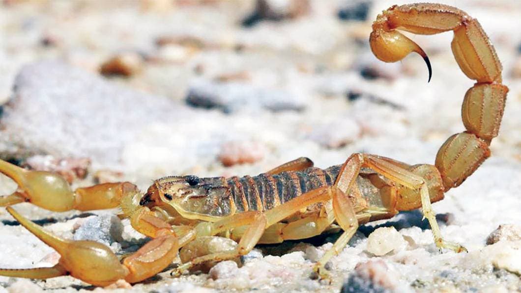 Bajan casos de picaduras de alacrán en Morelos