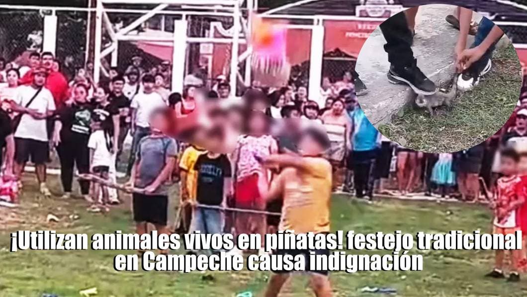 animales vivos en piñatas Campeche