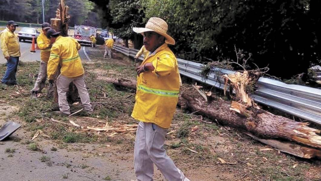 Colapsa árbol en autopista México-Acapulco