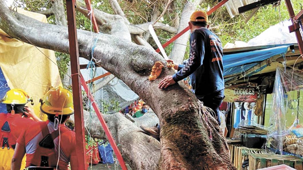 Cae árbol en andén del ALM, Cuernavaca