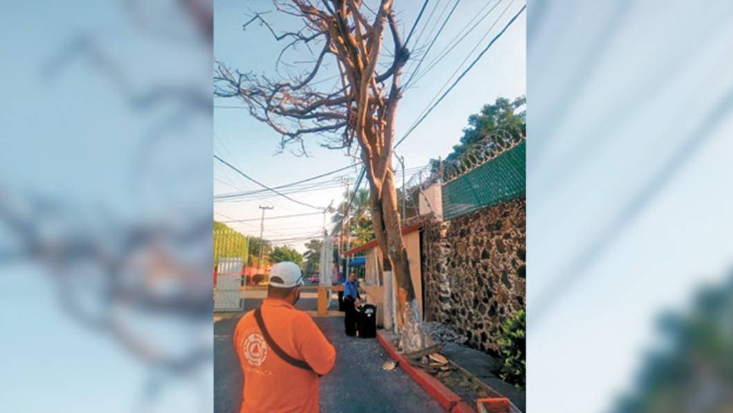 Retiran en Cuernavaca árboles por riesgo