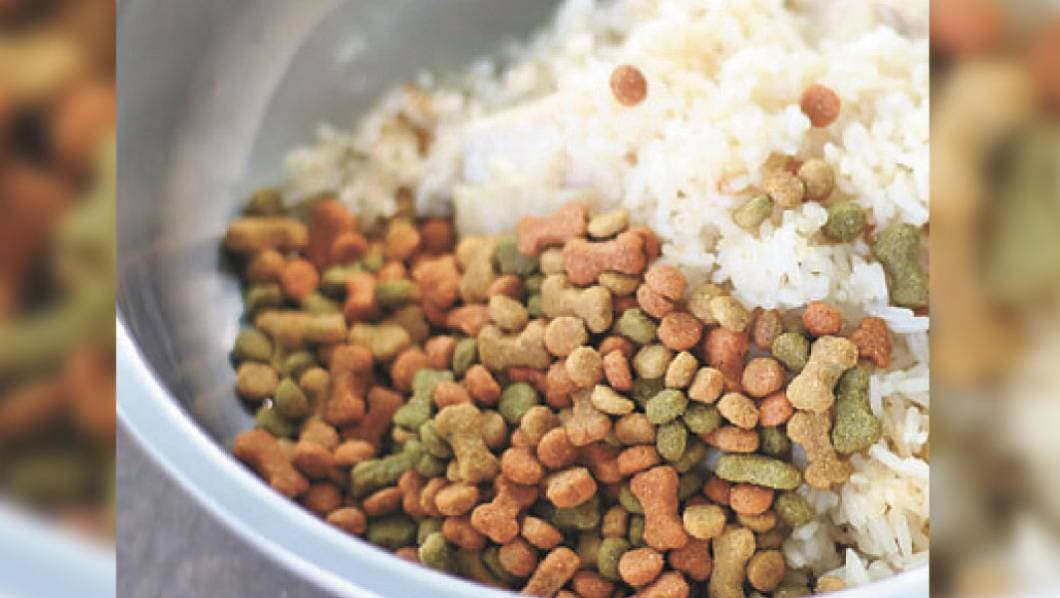 El arroz es bueno para los perros
