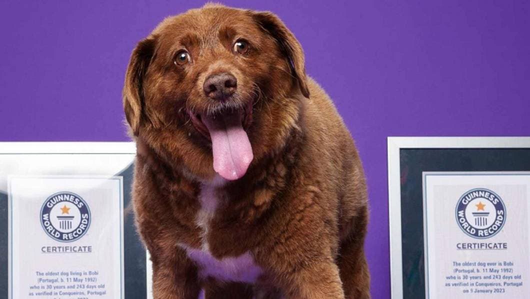 Bobi el perro más viejo del mundo muere a los 31 años