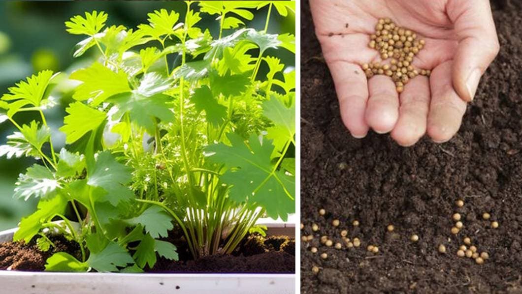 ¿Cilantro caro? Así puedes cultivarlo en casa