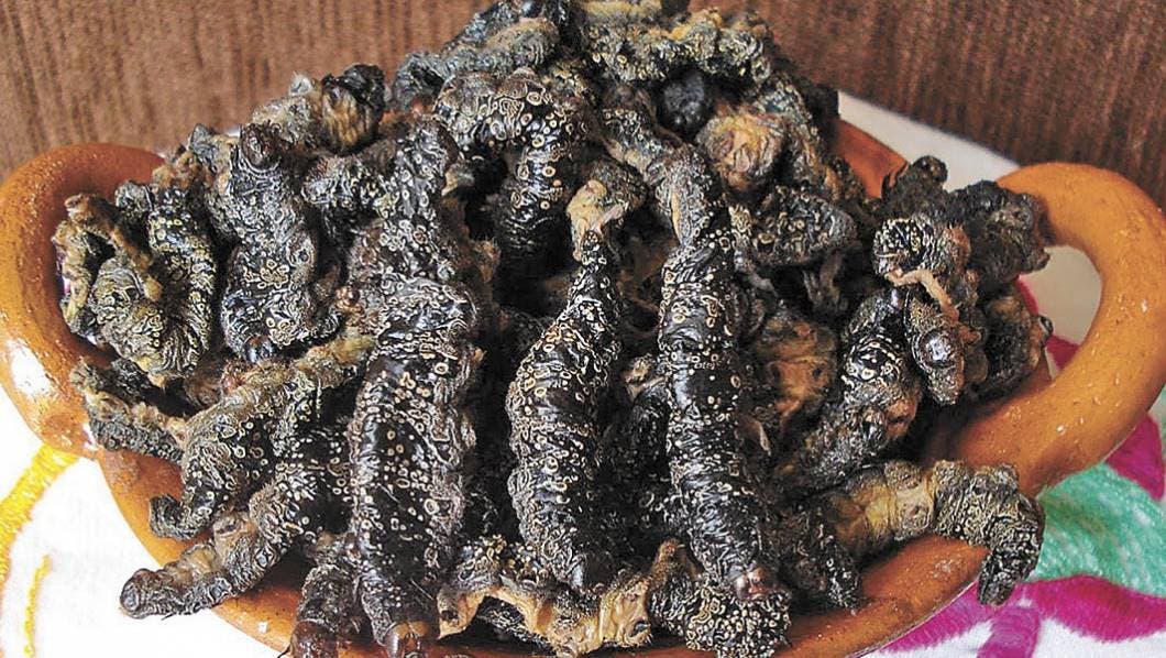 Cuetlas o gusanos de árbol, delicias de Tepalcingo