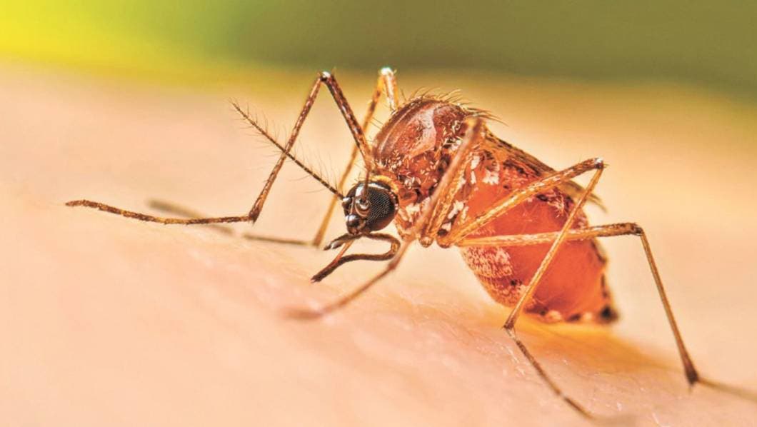 Van 147 casos confirmados de dengue en Morelos