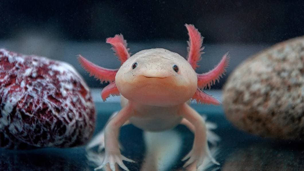 Descubre estos datos sobre los ajolotes en su día.