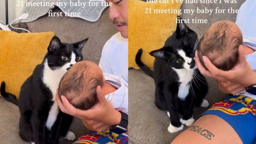 ¡Reacción enternecedora!: Gatito conoce a su nueva hermanita humana