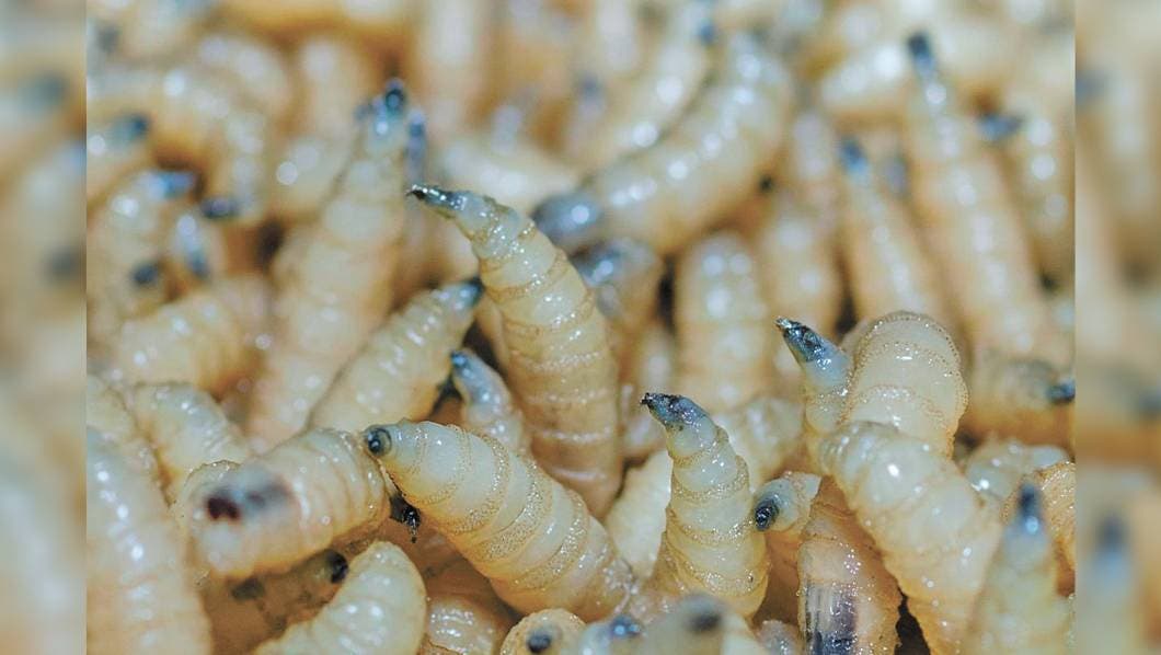 Gusano barrenador en la comunidad de Miacatlán