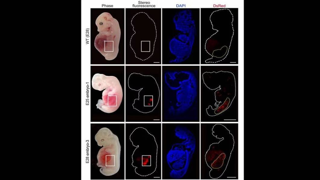 Avance Revolucionario: Científicos logran desarrollo de riñones humanizados en embriones de cerdo