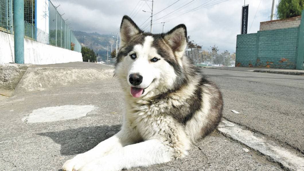 husky