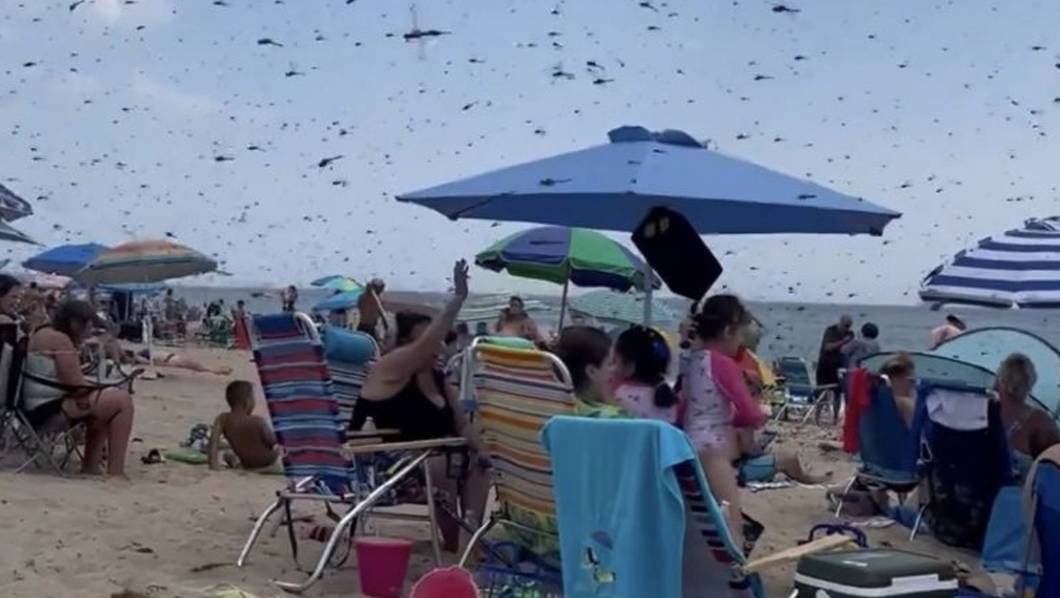 Señales de la "Apocalipsis": Aparece en una playa de Rhode Island un enjambre de libélulas aterrando a todos (Video)