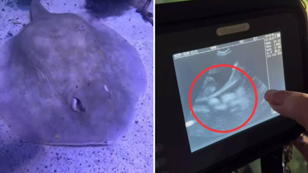 VIDEO: &iquest;Un tibur&oacute;n embaraz&oacute; a una mantarraya? &iquest;Tendr&aacute; cr&iacute;as?