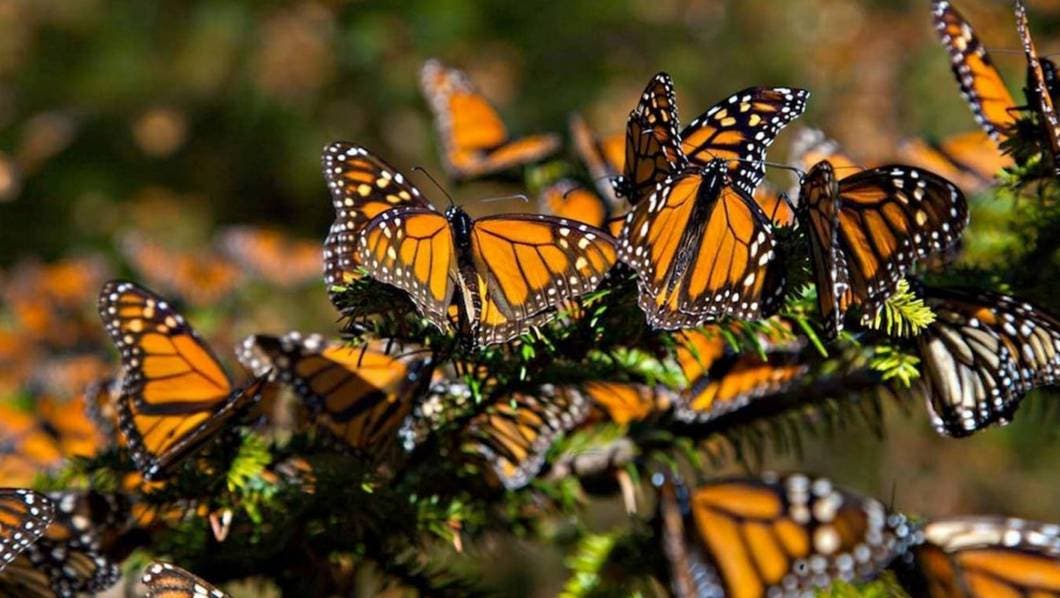 La presencia de mariposas monarca en México disminuyó un 59% comparado con el año pasado 