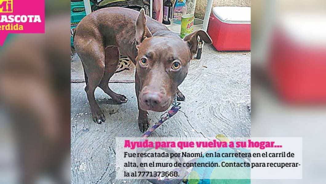 Mi Mascota. Invitan a adopción responsable en Morelos