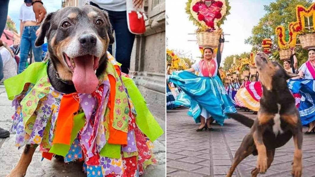 Regresó "Mazapán" el perrito que se hizo viral por las fiestas de la Guelaguetza en Oaxaca