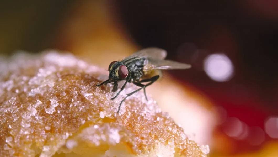 ¡Adiós, moscas!: Mira estos 3 métodos Infalibles para ahuyentar estos insectos de tu hogar 