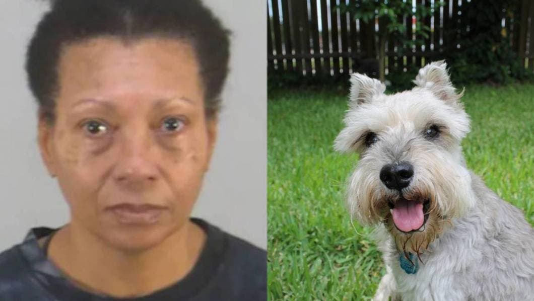 mujer, ahogamiento, perro, Scnhauzer, vuelo, EU