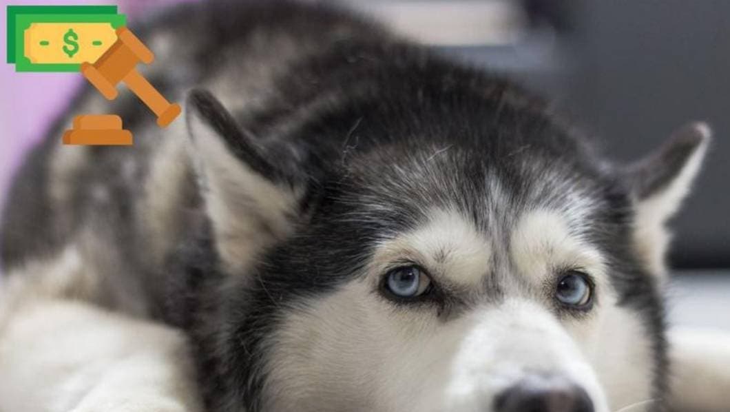 husky, ladridos, guanajuato, multa