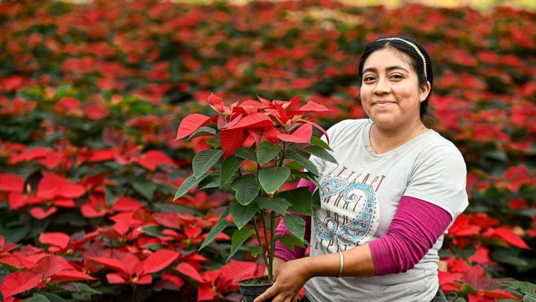 Nochebuenas llenan de color hogares morelenses
