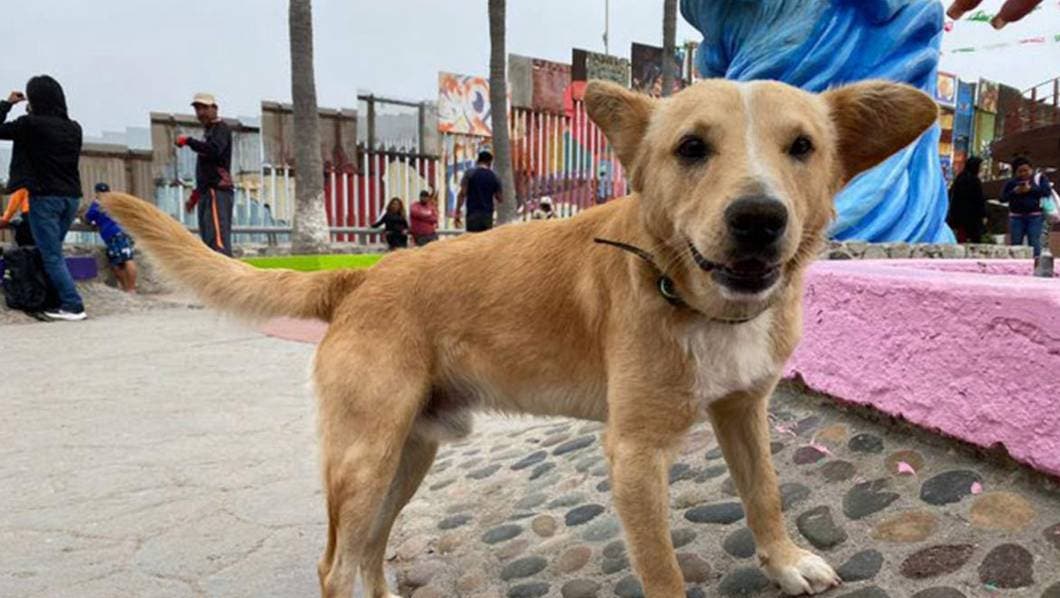 El sueño americano de Oso no duró mucho: El perrito que cruzó a Estados Unidos, ya regresó a Tijuana