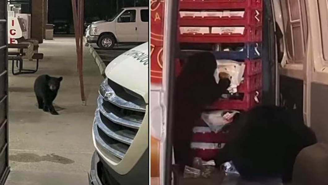 Osos Devoran Donas en Sorprendente Incidente en Alaska