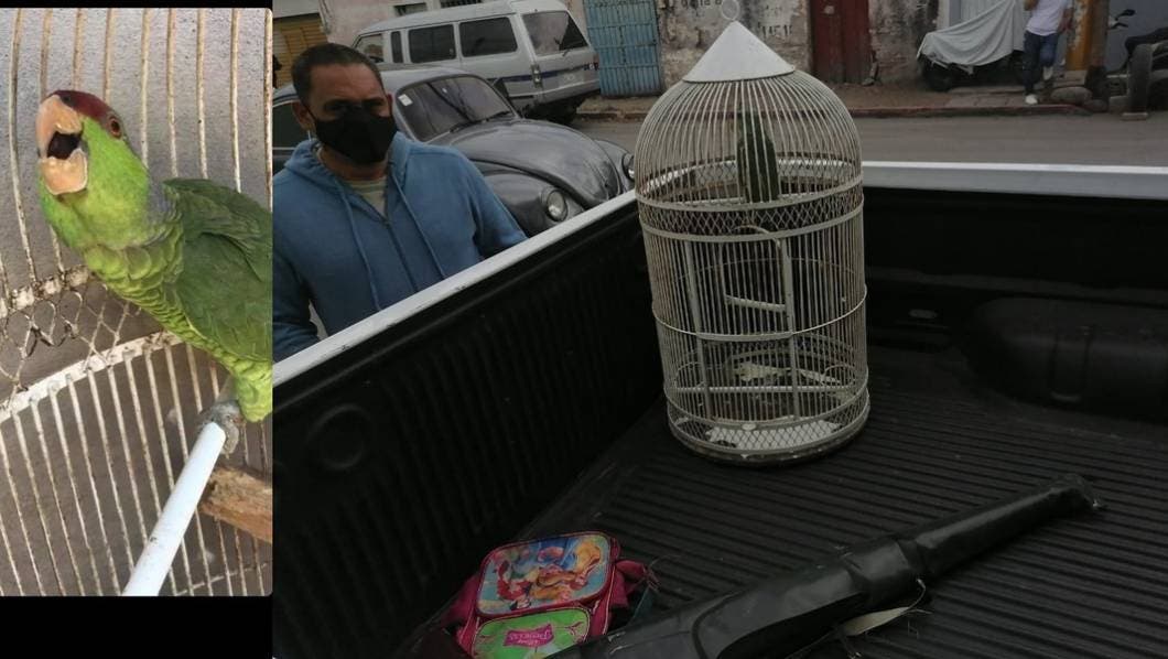 Jojutla Morelos - Ladrones cargan hasta con el perico de un restaurante 