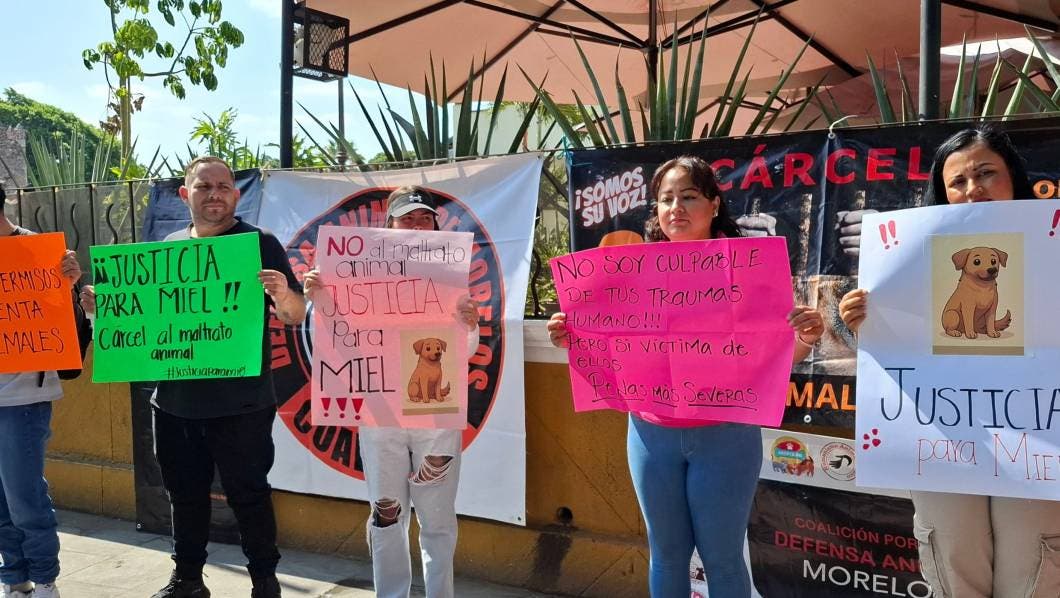 justicia, Morelos, perrita Miel