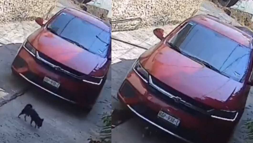 VIDEO: Atropello intencional a perrito en Cuernavaca desata indignación