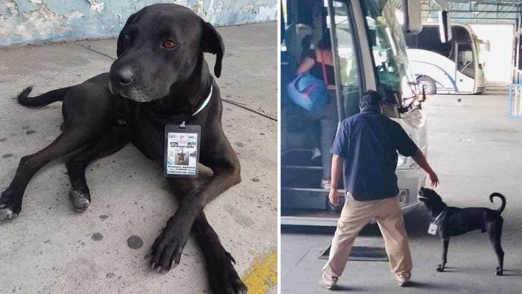 Perrito abandonado se convierte en "supervisor de ruta" en terminal de autobuses de Acapulco 