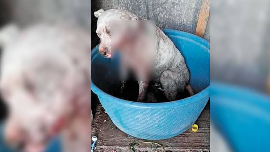 Urgen a diputados de Morelos aumentar penas vs maltrato a mascotas