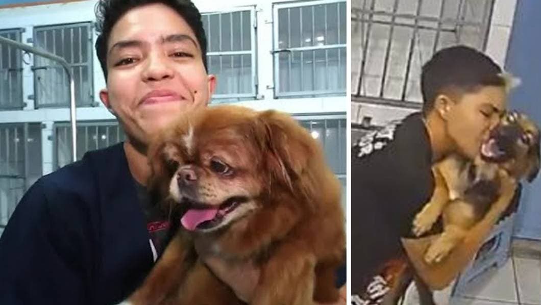 VIDEO: Estilista de perros baila con ellos mientras los baña