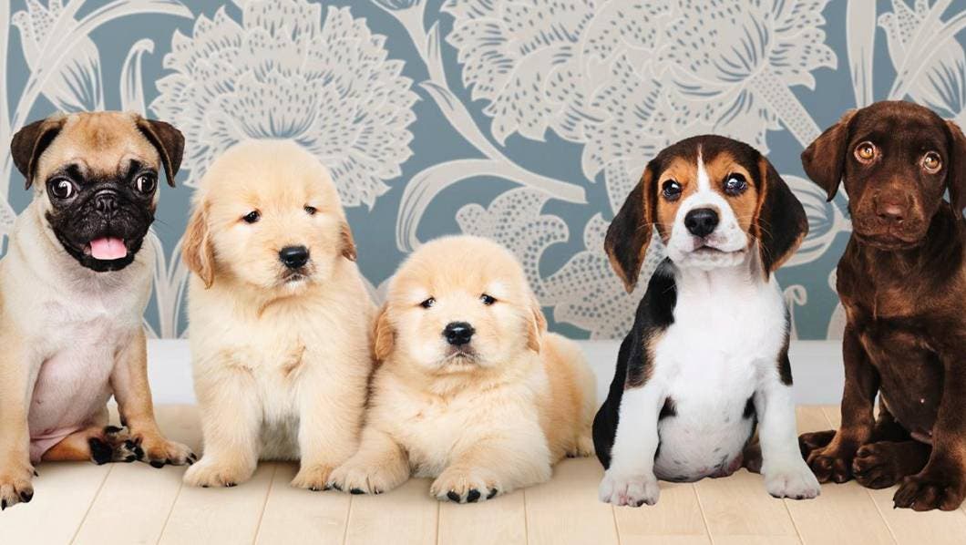 Estas son las 10 razas de perros m&aacute;s longevas que te acompa&ntilde;ar&aacute;n durante a&ntilde;os