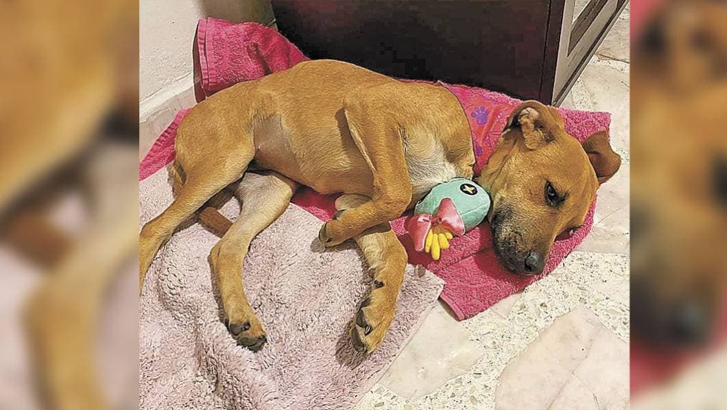 Mi mascota: Los perros apoyan a autistas