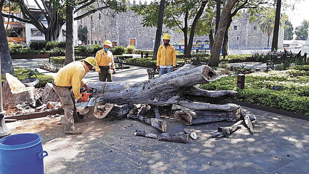 Sustituyen árboles secos en Cuernavaca
