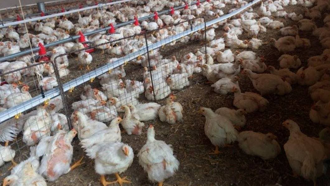 Son sacrificadas 15 Mil Aves por brote de gripe aviar en Sonora