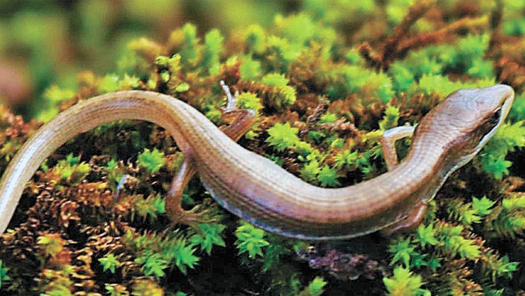 Puente de Ixtla y sus riquezas del Cerro Frío 3