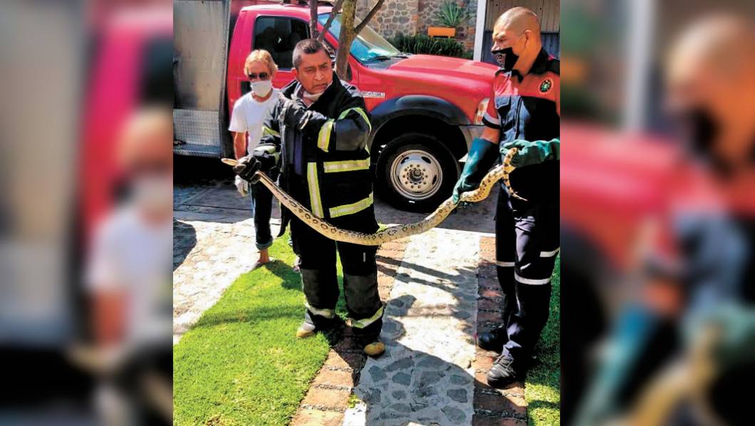 Cae una boa en Cuernavaca