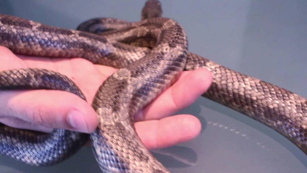 Atrapan en Emiliano Zapata serpientes en tres domicilios