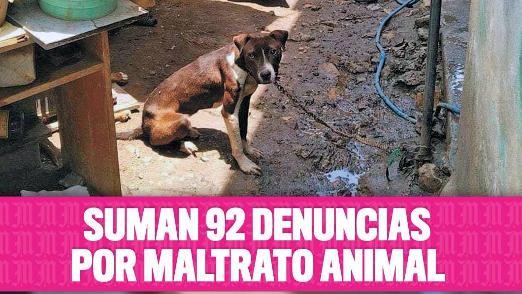 Suman 92 denuncias por maltrato animal 