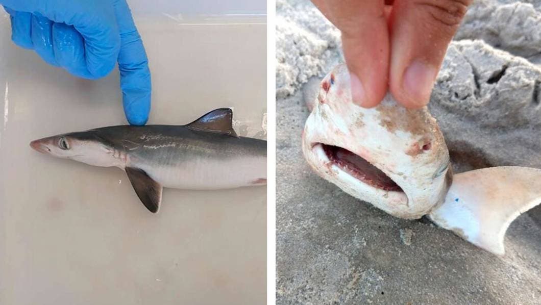 Tiburones dan positivo en pruebas de cocaína en Brasil ¿Cuál es la causa?