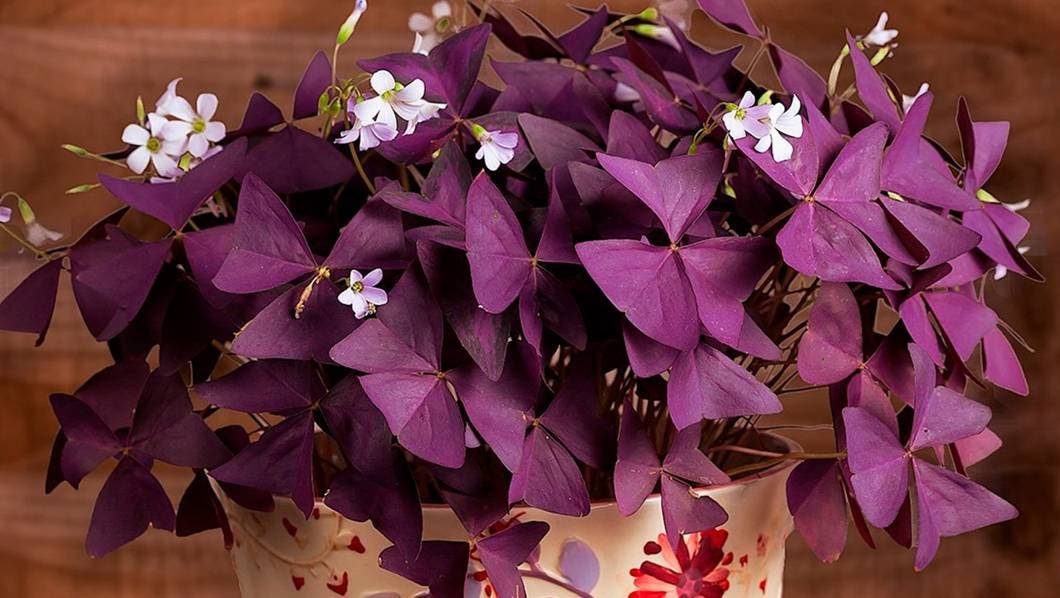 Trébol morado: la nueva planta de la buena suerte que reemplaza al Árbol de Jade
