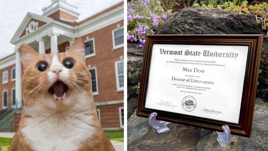 Otorga universidad reconocimiento a un gato como doctor en “litter-ature”